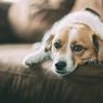 5 Penyebab Umum Bulu Anjing Rontok