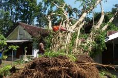 Hujan dan Angin Kencang Landa Ponorogo, Pohon Beringin Tumbang Timpa 2 Rumah