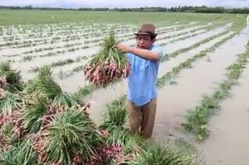 Puluhan Hektar Sawah Bawang Merah di Brebes Terendam Banjir, Petani Rugi Miliaran Rupiah