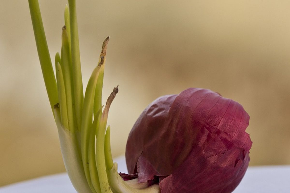 Ilustrasi bibit bawang merah