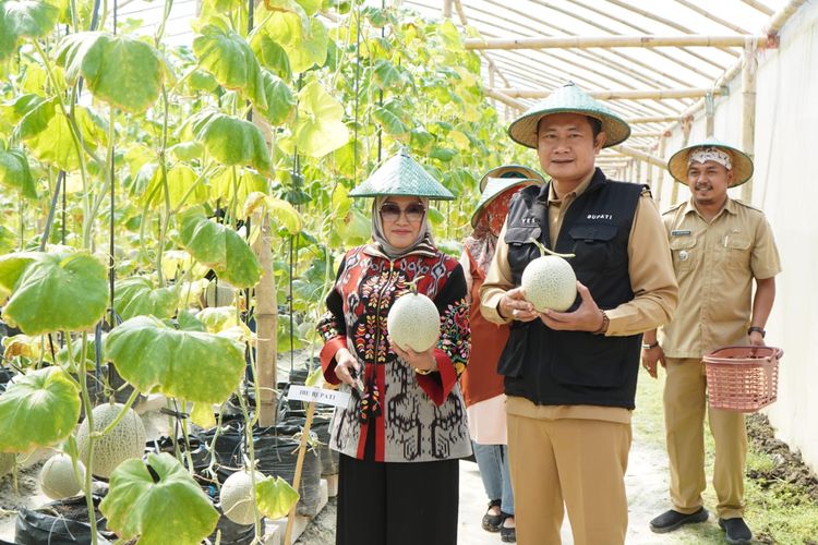 Bupati Lamongan Yuhronur Efendi saat melakukan panen sekaligus penanaman melon organik di Green House Kis Fruit, Desa Medalem, Kecamatan Modo, Selasa (23/5/2023).
