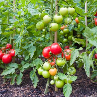 Ilustrasi tanaman tomat yang dipasangi ajir