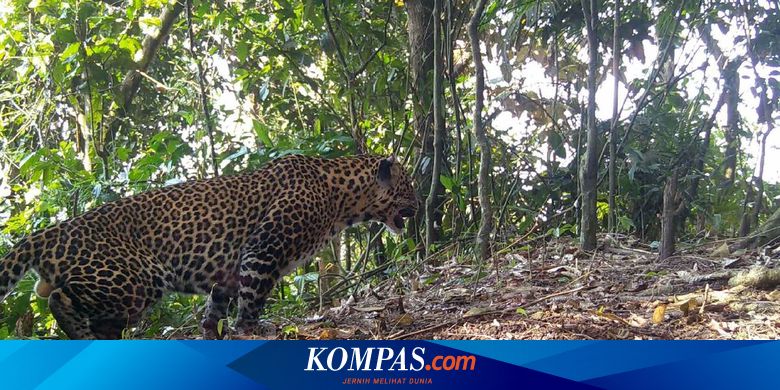 Hutan Sanggabuana Jadi Rumah Terakhir 19 Macan Tutul Jawa