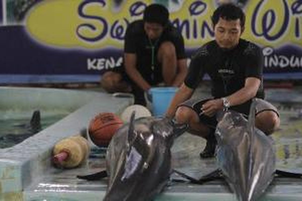 Yasin Adi Baskoro (depan), melatih lumba-lumba di Ocean Dream Samudra, Taman Impian Jaya Ancol, Jakarta Utara, Selasa (9/8/2011). 