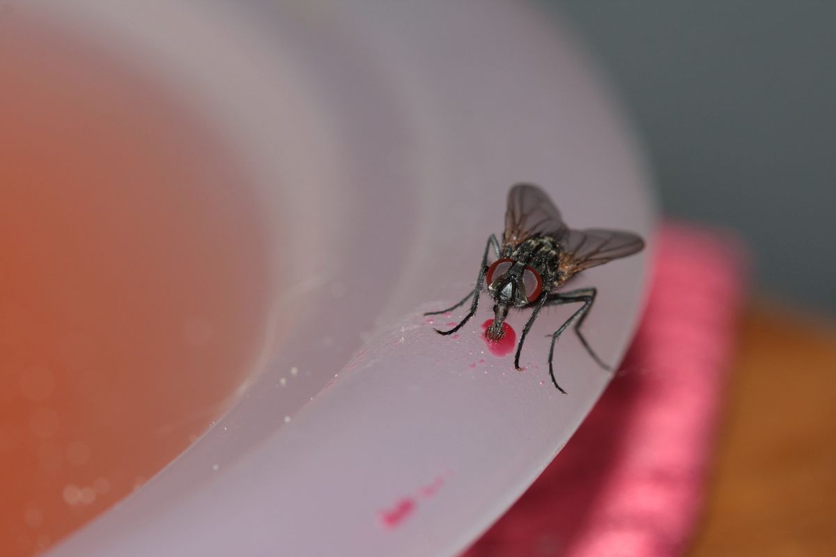 Ilustrasi lalat di piring makanan. 