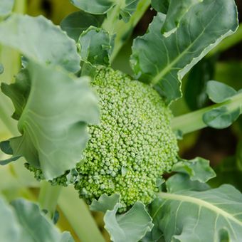 Ilustrasi budidaya brokoli