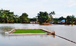 917,5 Ha Lahan di Sumut Terkena Banjir, Kementan Siapkan Bantuan Benih Padi