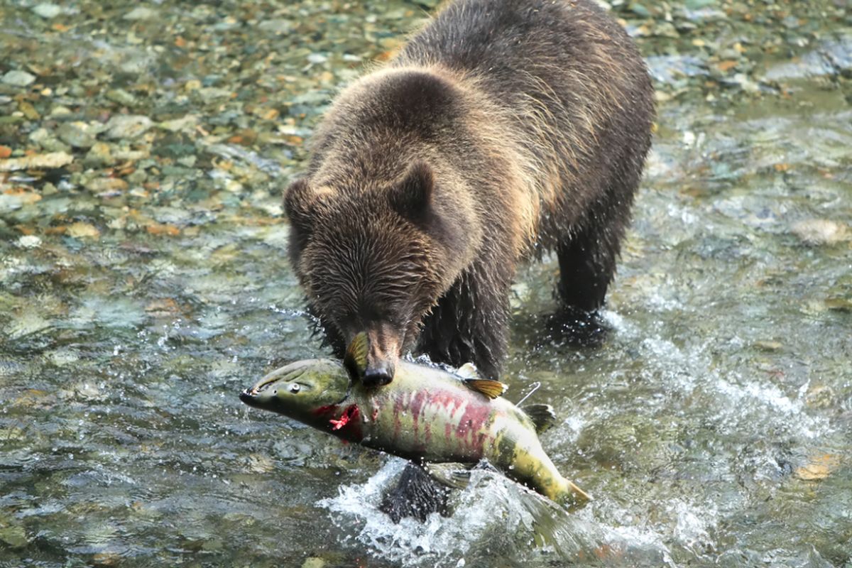 Beruang cokelat Alaska menangkap salmon.