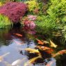 Ini Alasan Mengapa Anda Harus Punya Kolam Ikan Koi Minimalis di Rumah