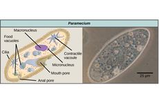 Organel Sel yang Dimiliki Paramecium sp