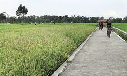 Ini Penjelasan Kementan soal Pemantauan Luas Tanam