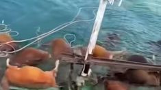 Cuaca Buruk, Kapal Muat Belasan Ekor Hewan Kurban di Selayar Terbalik