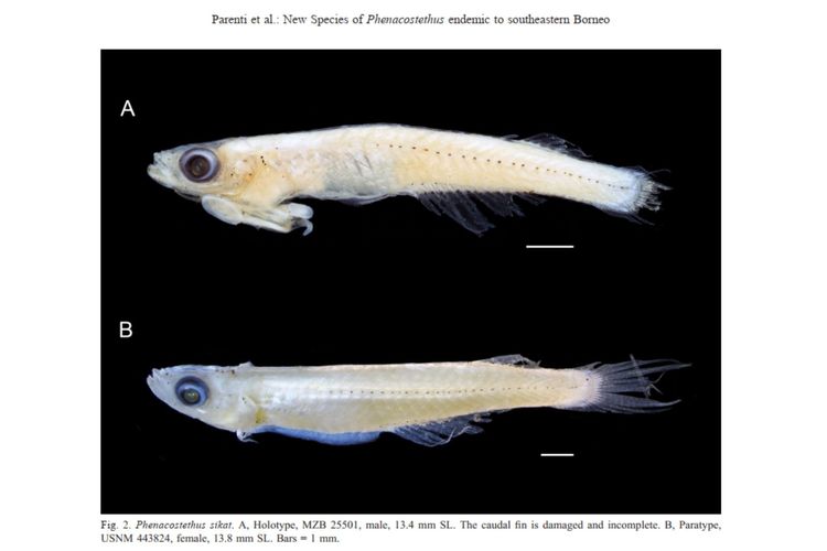 Tangkapan layar foto Phenacostethus sikat dalam jurnal Raffles Bulletin of Zoology 