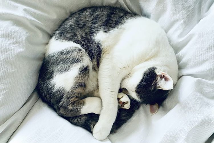 Ilustrasi kucing tidur dengan tubuh melingkar