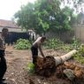 Pohon Kelapa 17 Meter Timpa Rumah, 2 Anak di Kulon Progo Dilarikan ke RS