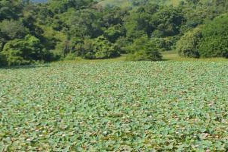 Danau Rana Tonjong di Kelurahan Pota, Kecamatan Sambirampas, Kabupaten Manggarai Timur, Nusa Tenggara Timur merupakan danau lotus raksasa terbesar kedua di dunia setelah danau lotus serupa di India. 