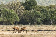 TN Baluran Perpanjang Penutupan hingga 10 Agustus 2021