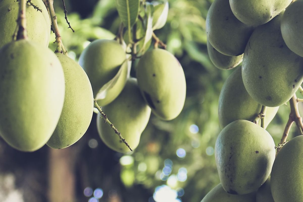 Ilustrasi pohon mangga, tanaman mangga, buah mangga di pohon. 