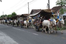 Pesona Kirab Bajingan di Yogyakarta