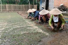 Warga Desa di Malang Ini Manfaatkan Halaman untuk Budidayakan Rumput Taman