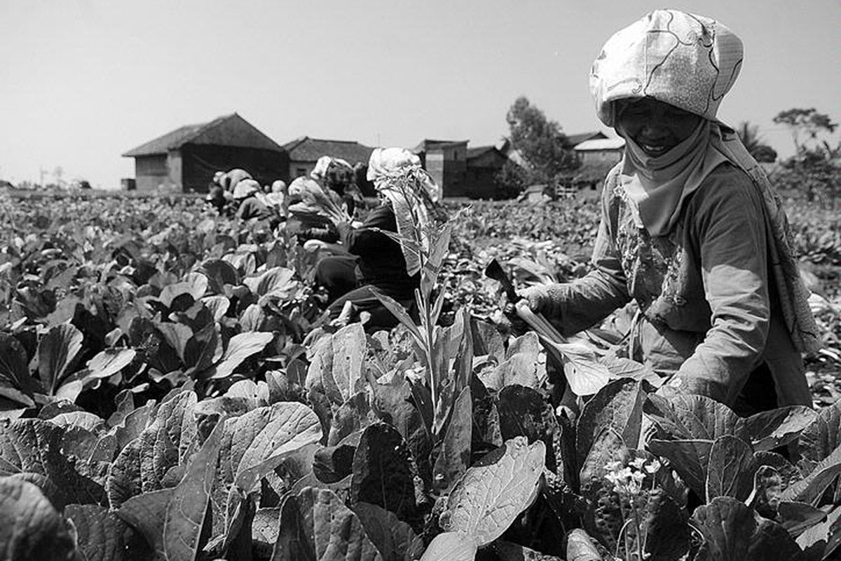 Petani sayur di Desa Sukajaya, Kecamatan Samarang, Kabupaten Garut, Jawa Barat, memanen sawi, Selasa (5/7). Saat ini, harga sawi di Garut anjlok menjadi Rp 1.000 dari Rp 2.000 per kilogram akibat panen raya di sejumlah sentra produksi.
