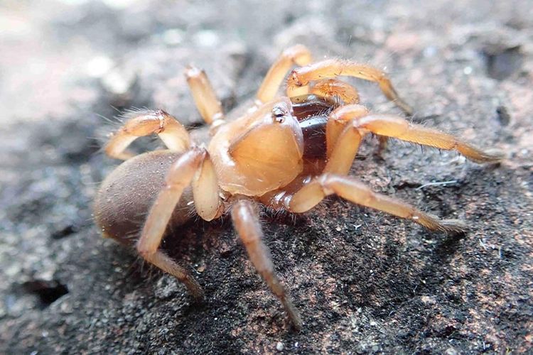 Ilmuwan Temukan 2 Spesies Baru Laba-laba Unik di Australia