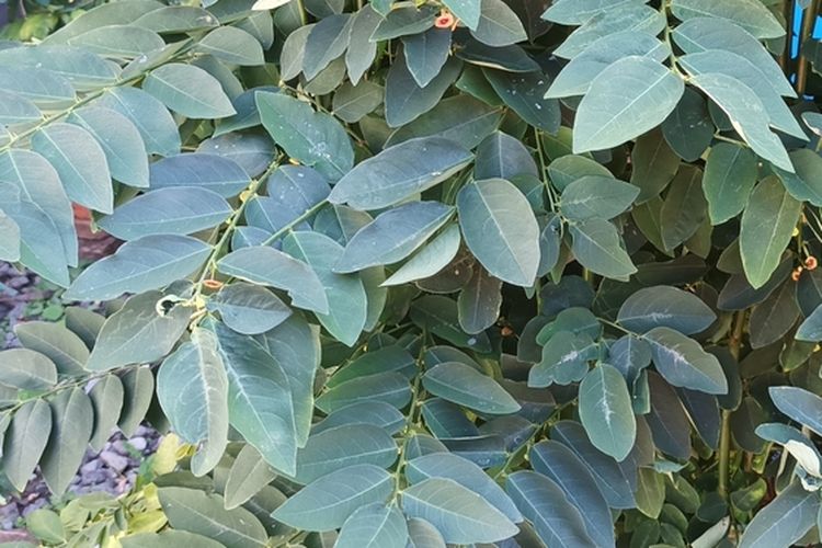 Ilustrasi tanaman katuk, daun katuk.