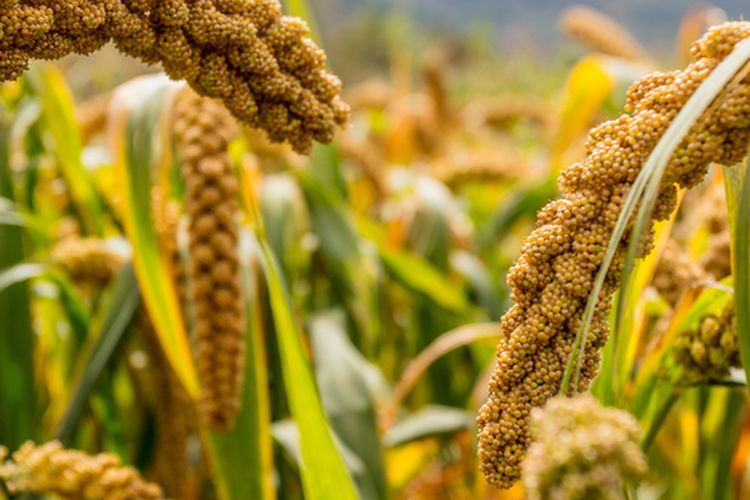 Ilustrasi jewawut, tanaman jewawut.