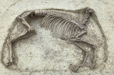 Kerangka Kuda Tanpa Kepala Ditemukan di Makam Abad Pertengahan