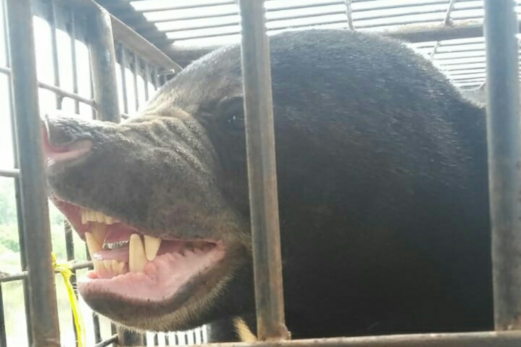  Beruang madu, Pulaga, berada di dalam kandang sebelum dipersatukan dengan beruang betina, Kana, oleh petugas BBKSDA Riau, Sabtu (11/8/2018). Dok. BBKSDA Riau