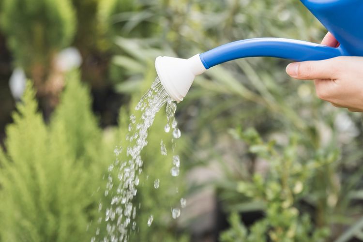 Ilustrasi menyiram tanaman. 