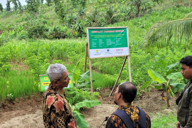 Lahan perconotohan tanaman gamal dan kaliandra di Desa Kalijeruk, Kecamatan Kawunganten, Kabupaten Cilacap, Jawa Tengah, Kamis (7/3/2024).