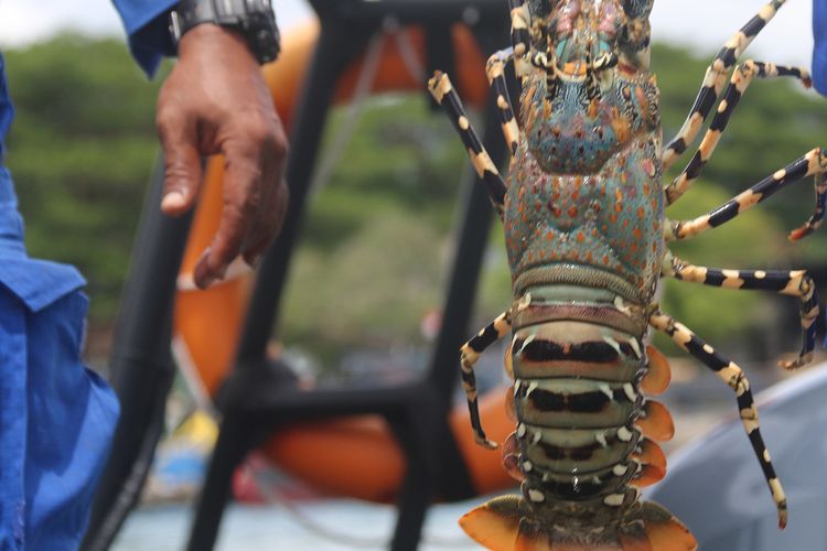Kelompok nelayan binaan Pol Airut Polda Aceh membudidaya lobster di kawasan Laut Ulee Lheu, Banda Aceh. Kamis (09/07/2020). Bibit lobster yang dibudidayakan secara alami ini merupakan hasil tangkapan nelayan di perairan laut Aceh yang berukuran dibawah 200 gram yang dibeli dengan harga Rp 130 ribu, kemudian setelah satu bulan dirawat dan  diberi pakan alami lobster ini siap dipanen untuk diekspor dengan harga hingga Rp 700 ribu perkilohramnya.
