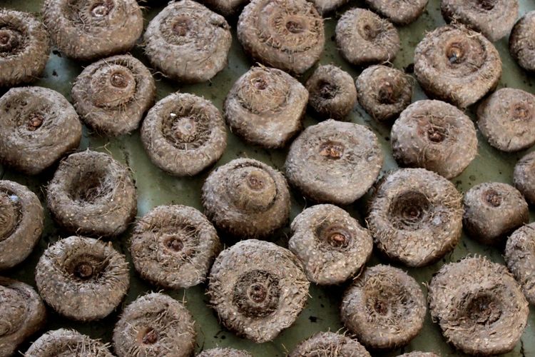 Hasil panen tanaman porang di Kabupaten Cianjur, Jawa Barat.