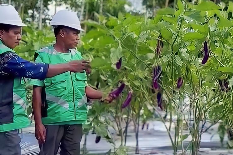 Tina mengelola pertanian dan penghijauan di area endapan tailing, Pusat Reklamasi dan Keanekaragaman Hayati PT Freeport Indonesia.
