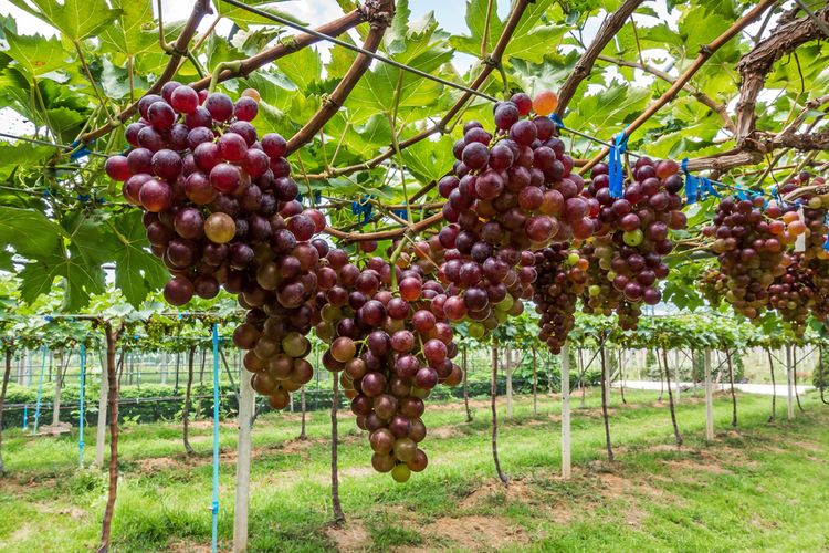 Ilustrasi tanaman anggur.