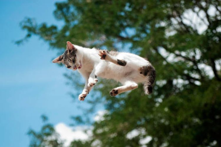 Mengapa kucing selalu mendarat dengan kakinya saat jatuh?