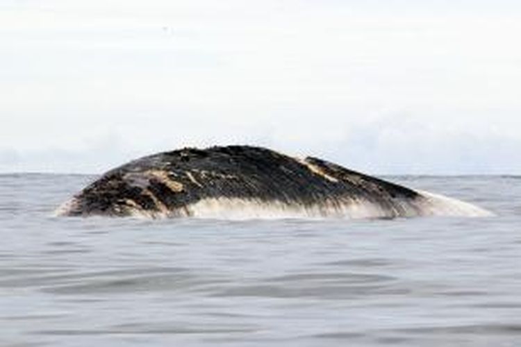 Inilah kondisi bangkai ikan paus yang terdampar di Pantai Tambala, Minahasa, Sulawesi Utara