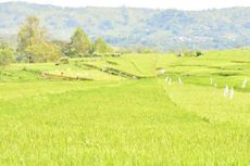 Kementan Berhasil Buka Lahan Cetak Sawah Seluas 1,16 Juta Hektar