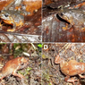 Oreophryne riyantoi, Katak Spesies Baru Endemik Sulawesi