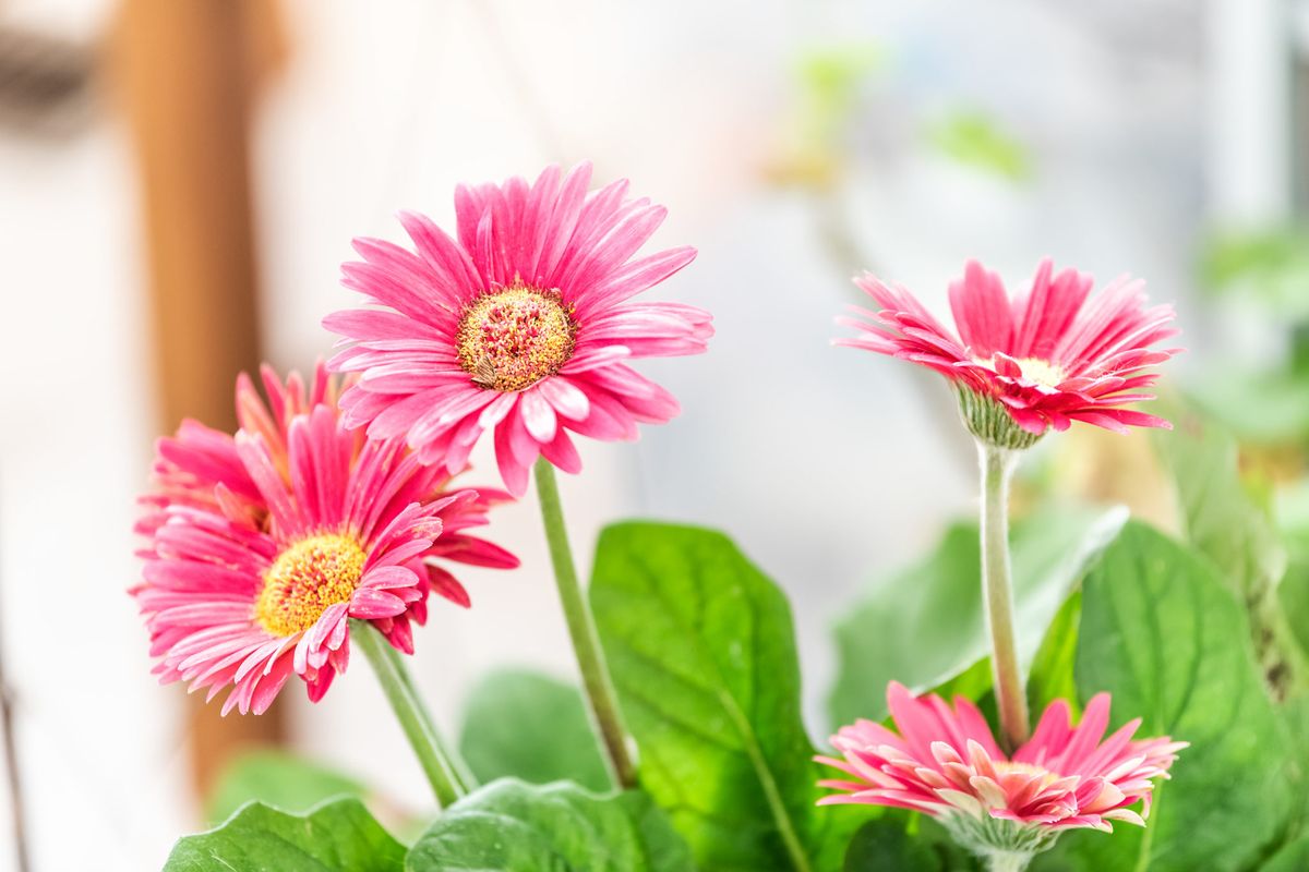 Gerbera atau daisy