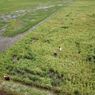 Petani di Kalteng Berhasil Panen Perdana, Food Estate Disebut Mulai Hasilkan Manfaat