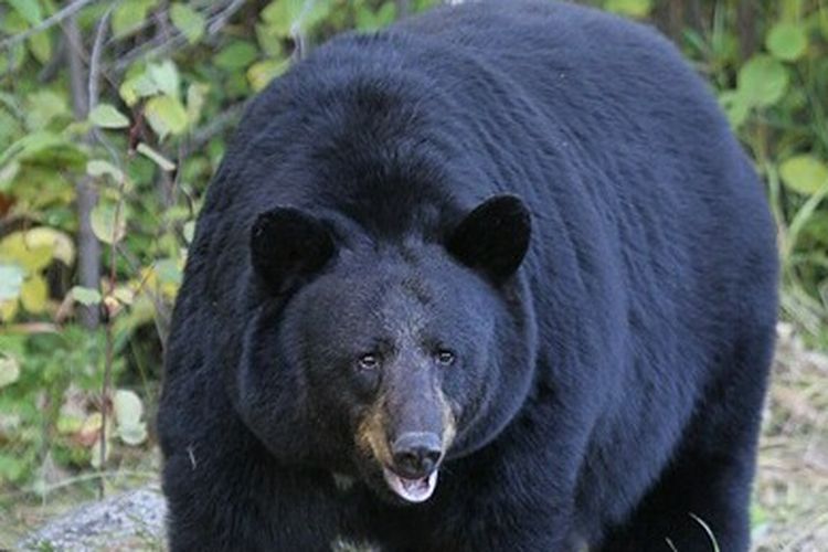 ilustrasi beruang hitam