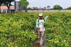 Pemkab Jayapura Luncurkan 4 Program untuk Mudahkan Pelayanan Kesehatan bagi Masyarakat