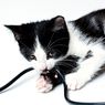 Mengapa Kucing Mengunyah Kabel?