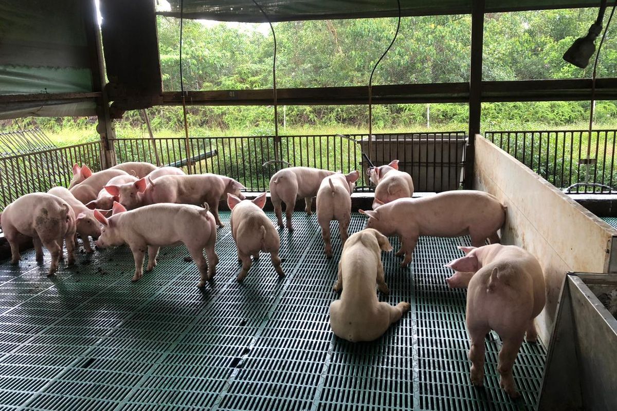 Sempat Disetop, Singapura Siap Buka Impor Karkas Babi dari Indonesia