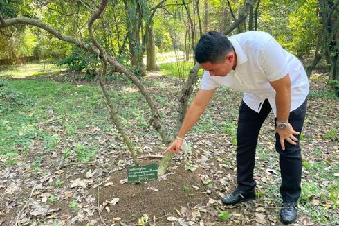 Polisi Pastikan Tak Ada Tanaman Penghasil Kokain di Kebun Raya Bogor