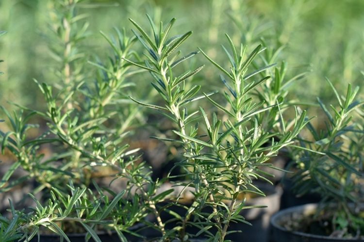 Ilustrasi tanaman rosemary di pot. 