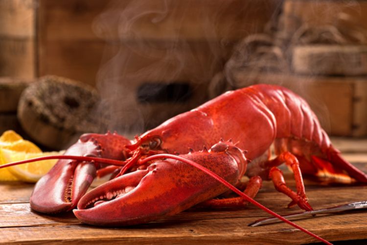 Ilustrasi lobster. Apakah lobster mengandung kolesterol? Simak fakta nutrisi lobster berikut...