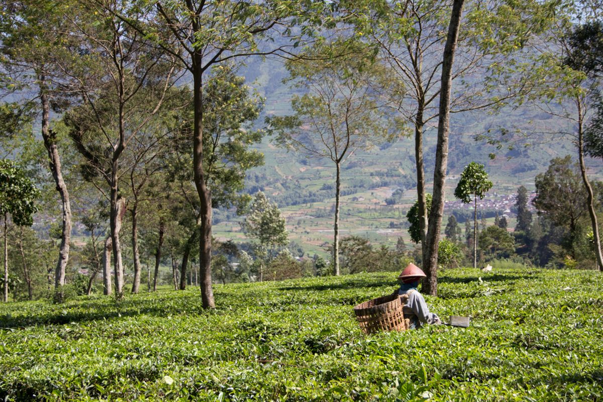 Kebun Teh Tambi Wonosobo